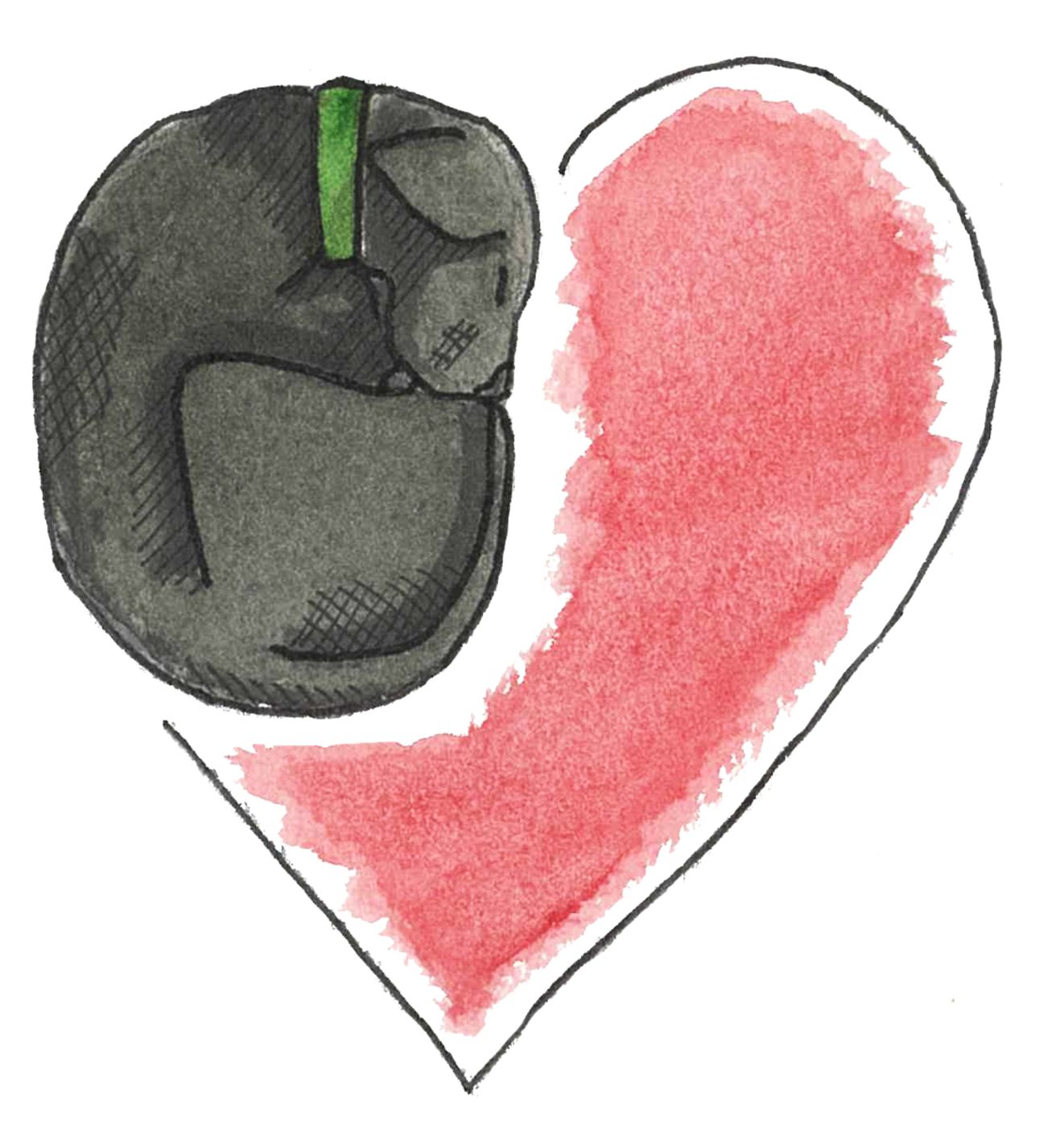 Black dog curled up asleep inside a painted red heart