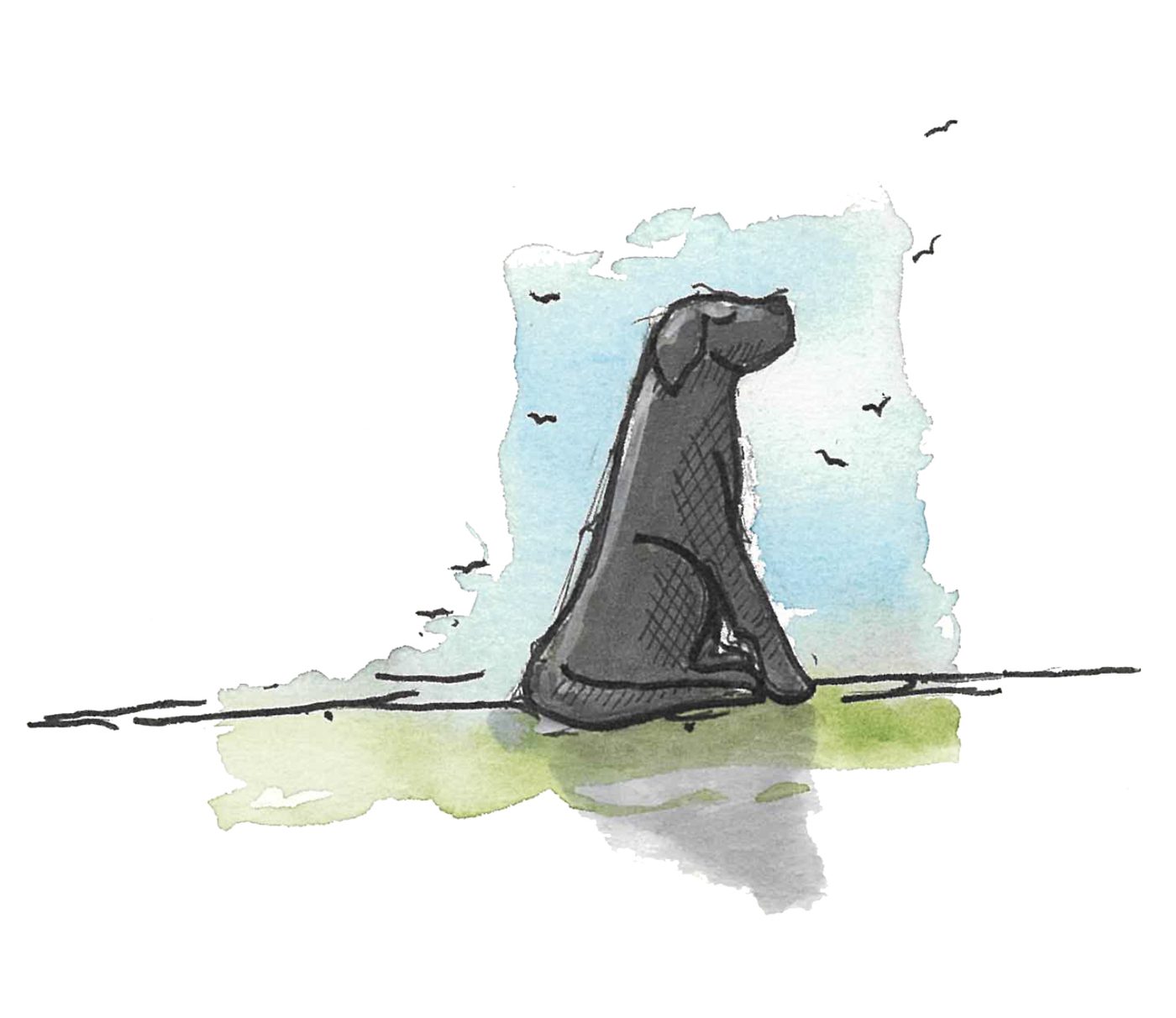 Black dog sitting on the grass, watching birds out over the horizon
